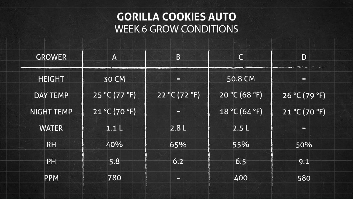 Gorilla Cookies Auto Cannabis Strain Week-by-Week Guide: Weeks 6-7 Grow Conditions