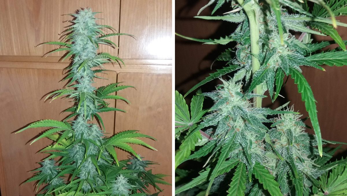 Californian Snow Auto cannabis strain: mid flower (bulk phase) | weeks 8-9 | the long central cola of a tall indoor marijuana plant and its frosty buds at the middle nodes