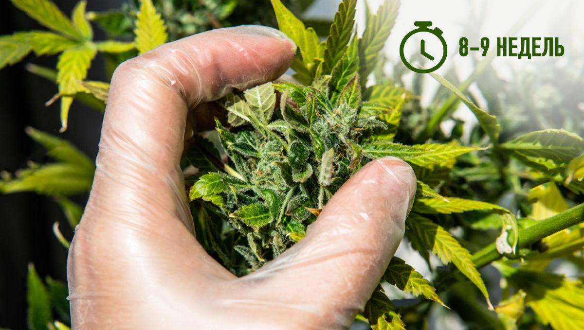 Harvest Your Autoflowering Cannabis: breeder's schedule