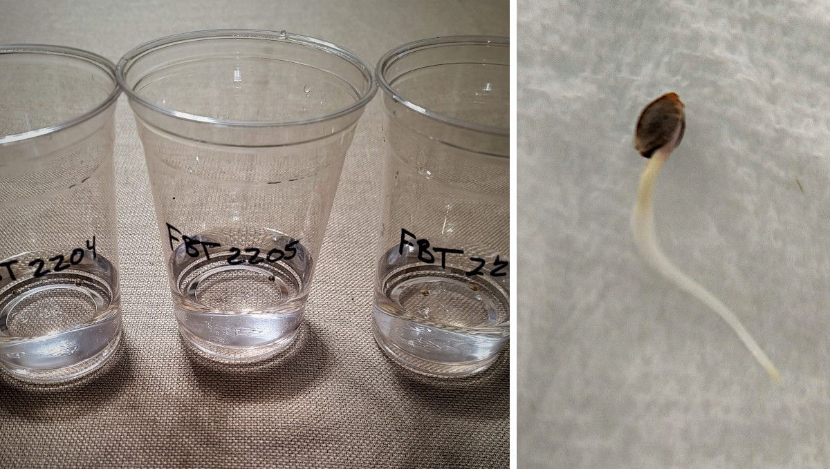 Gorilla Z Auto cannabis strain: germination and seedling stage | week 1 | seeds pre-soaked in glasses and a germinated seed with a long taproot