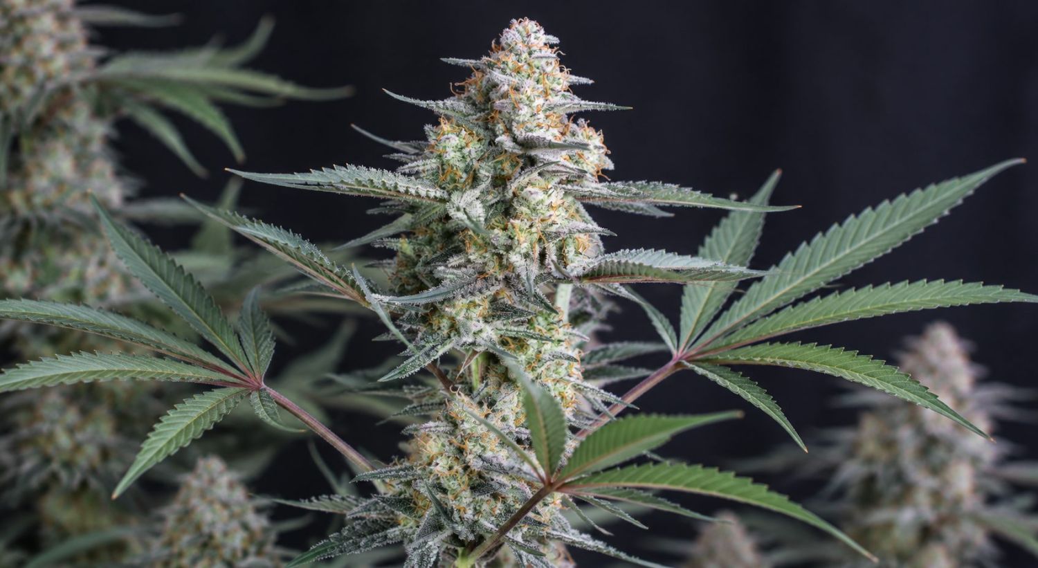 Wie du deine Buds fetter machst: bud limits