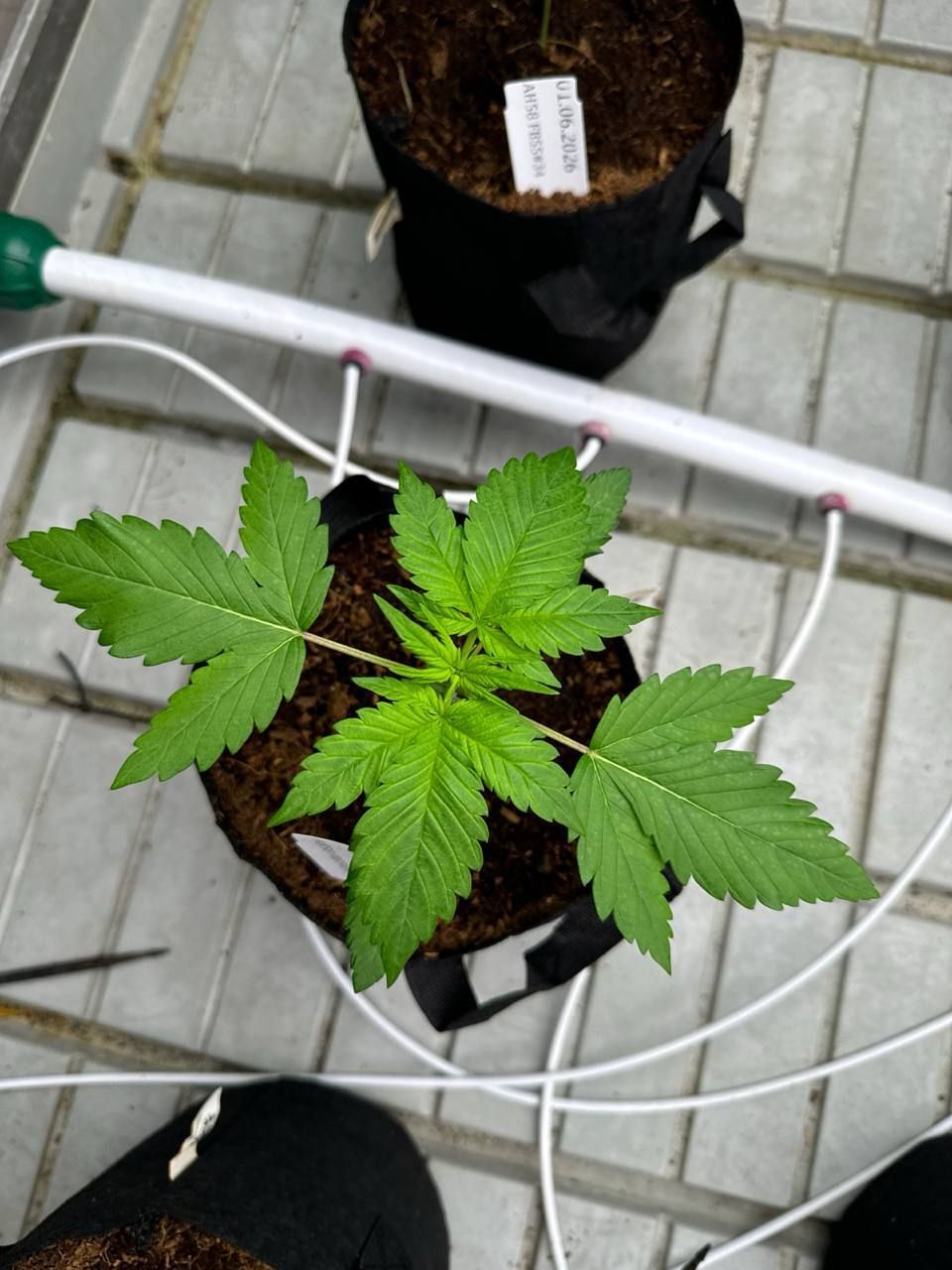 Lemon Cherry Cookies Auto