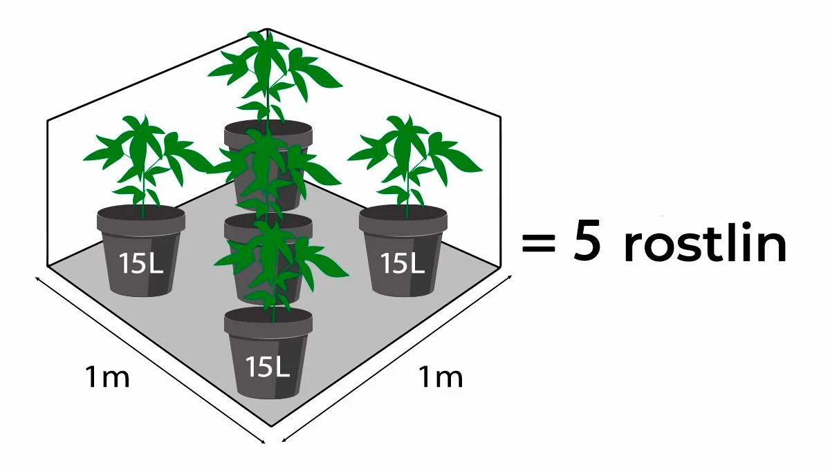 Kolik autokvětů na metr čtvereční: Počet rostlin podle velikosti květináče