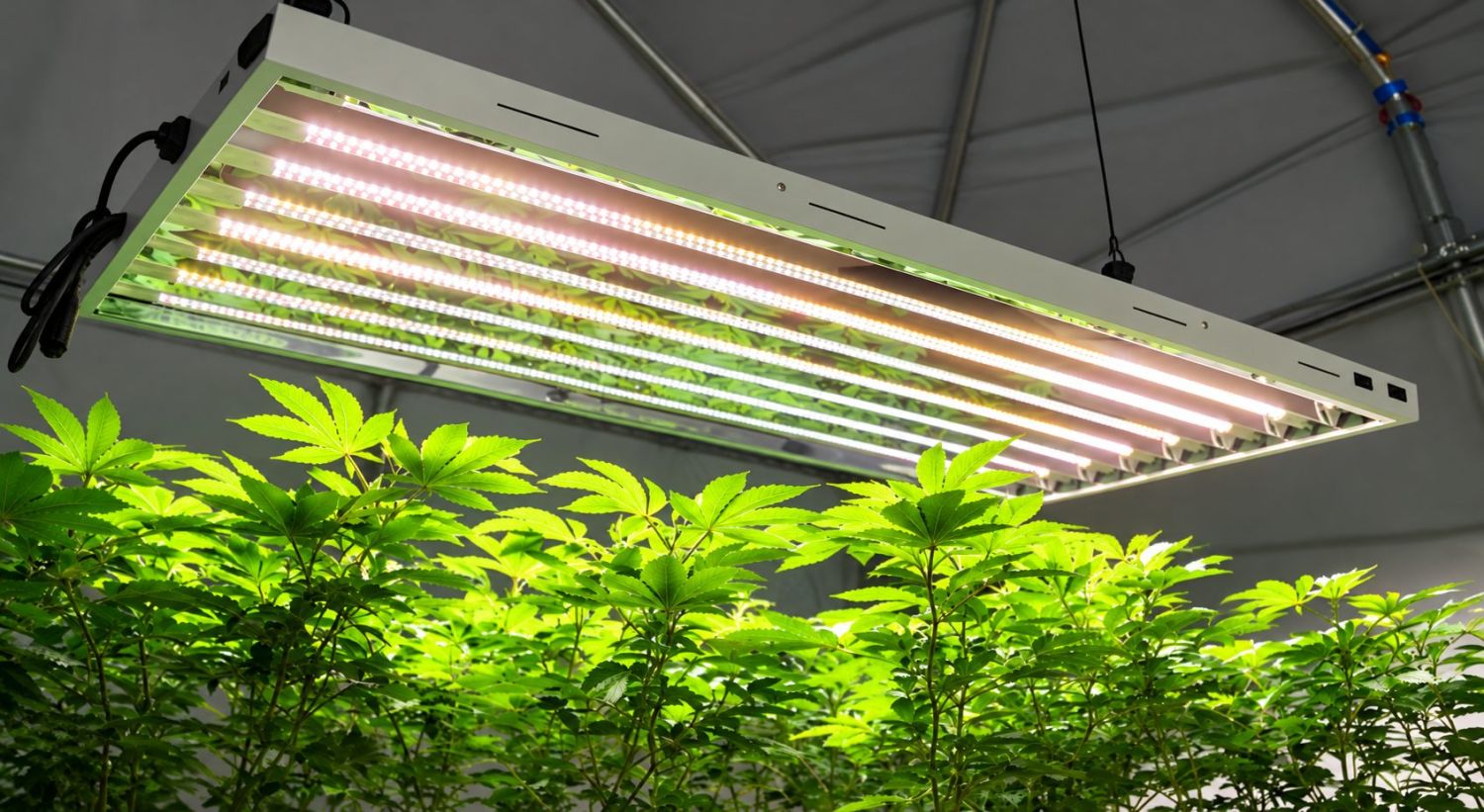 Can you grow autoflowers with CFLs: types of fluorescent lights Can you grow autoflowers with CFLs: types of fluorescent lights
