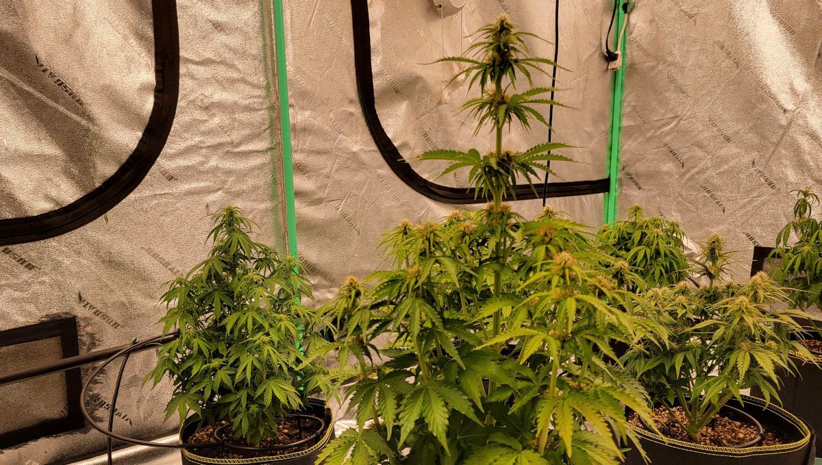 Gorilla Punch Auto cannabis strain: early flower | weeks 6-7 | several indoor plants in a SOG setup