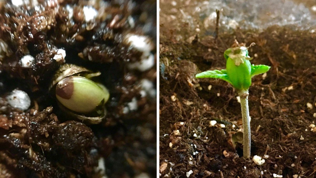 Blueberry Cheese Auto cannabis strain: germination and seedling stage | week 1 | a sprout emerging from moist medium and loosing its hull in the process