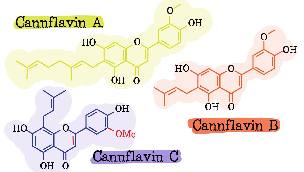 Flavonoids in cannabis: cannflavins