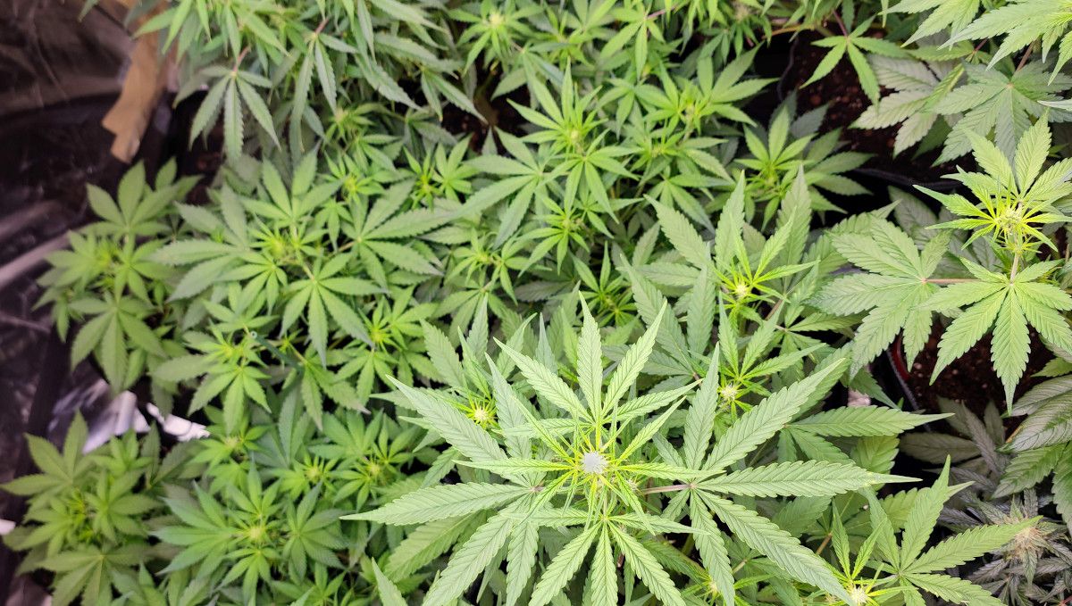 Strawberry Banana Auto cannabis strain: transition (pre-flower) | week 5