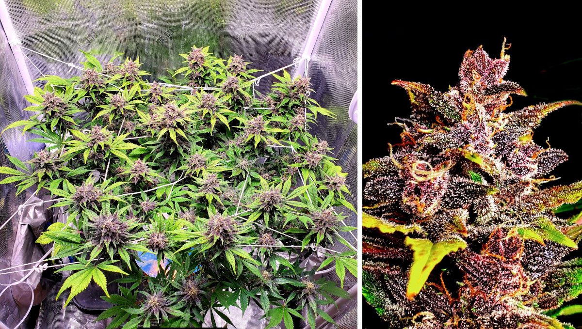 Blackberry Auto cannabis strain: mid flower (bulk phase) | weeks 8-9 | a mature autoflower in a ScrOG setup seen from above and a closeup of its trichome-laden bud