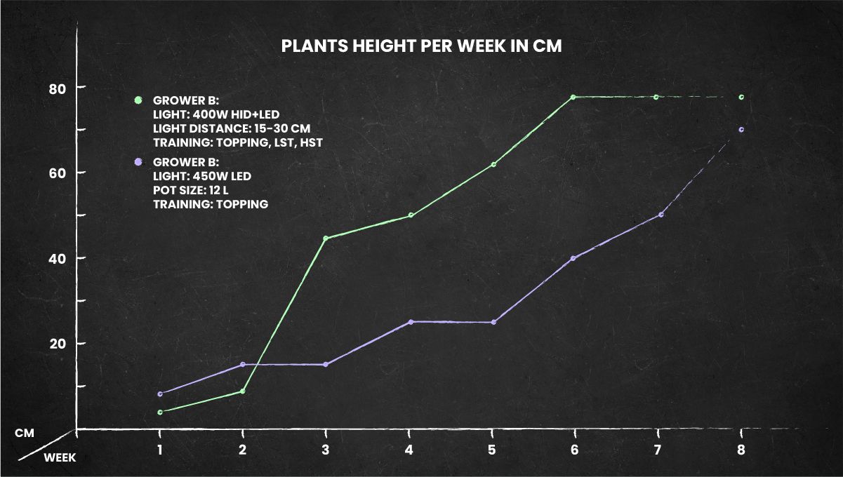 Auto Blackberry Kush cannabis strain: height chart for the whole life cycle