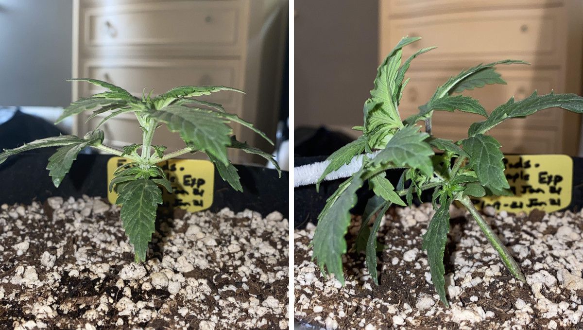 Pineapple Express Auto cannabis strain: mid veg | weeks 3-4 | a young autoflower tied down for the first time Pineapple Express Auto cannabis strain: mid veg | weeks 3-4 | a young autoflower tied down for the first time