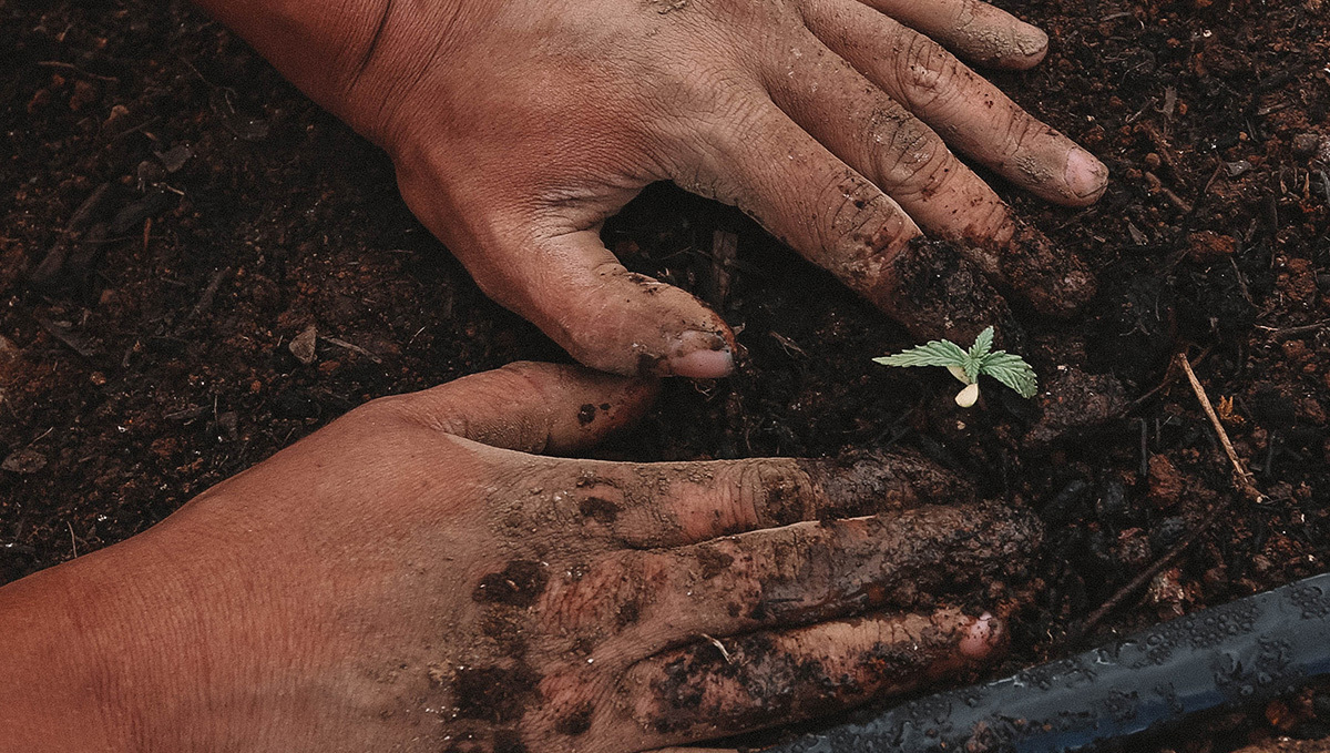 Albania to Allow Commercial Cultivation of Medical Cannabis and Hemp: A closeup of human hands planting a tiny and sickly marijuana seedling in the moist dirt