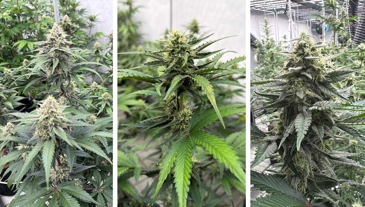 col20.jpg Plants Developing at Different Rates