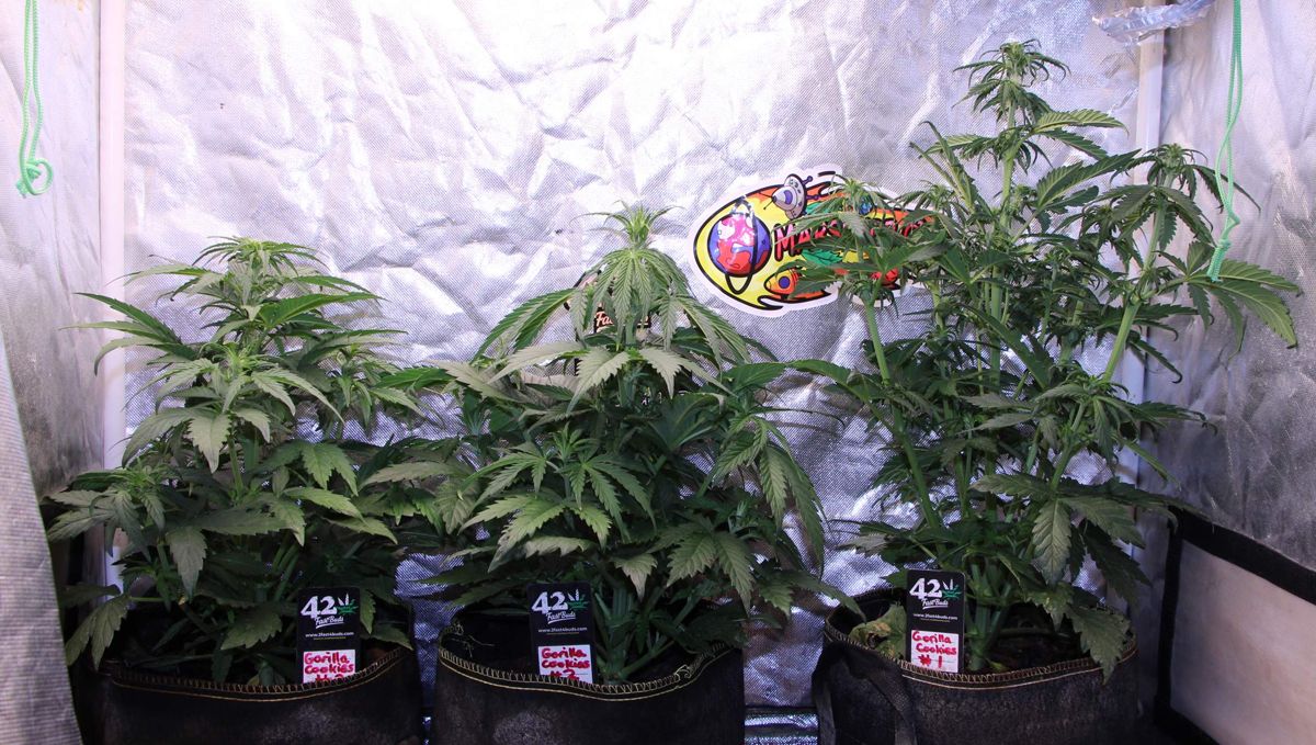 The lifecycle of the autoflowering cannabis plant: week 4 to week 6 The lifecycle of the autoflowering cannabis plant: week 4 to week 6