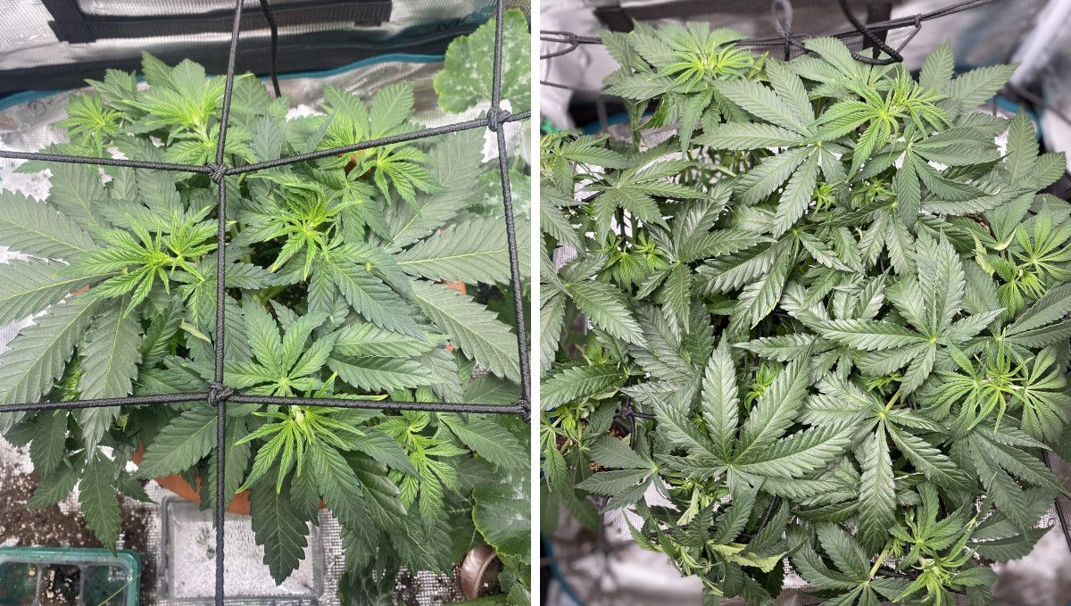 Wedding Cheesecake FF cannabis strain: mid veg | weeks 3-6 | a short, bushy indoor plant in ScrOG Wedding Cheesecake FF cannabis strain: mid veg | weeks 3-6 | a short, bushy indoor plant in ScrOG