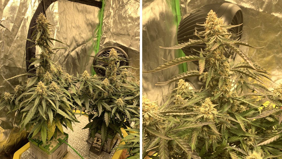 Six Shooter Auto cannabis strain: mid flower (bulk phase) | weeks 8-9 | autoflowers growing in DWC