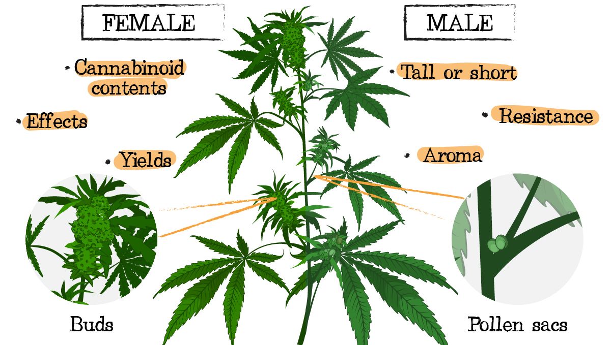 Cannabis breeding: selecting male and female plants