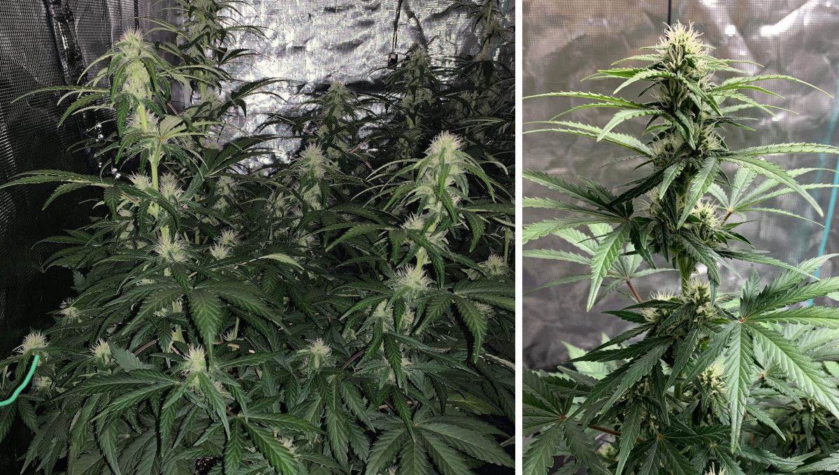 Z Auto Cannabis-Sorte Woche-für-Woche-Anleitung: Eine Autoflower in den frühen Blütephasen in einem Growzelt und eine Nahaufnahme einer blühenden Spitze mit vielen weißen Blütenstempeln