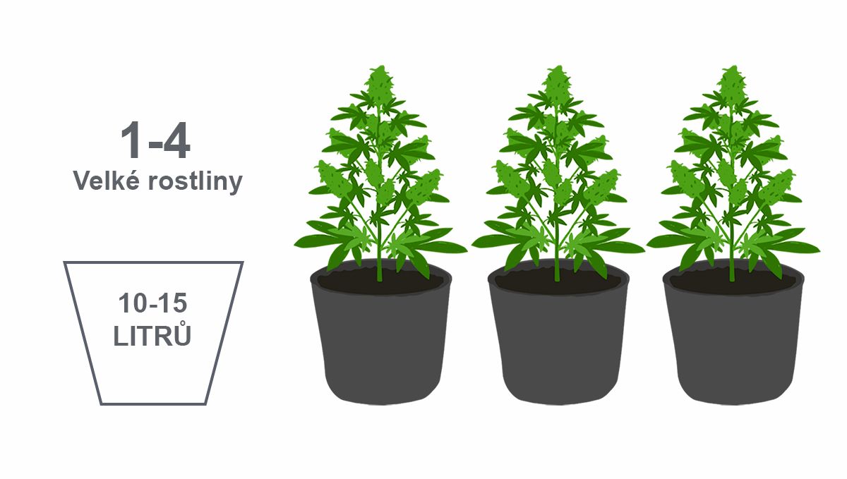 Nejlepší velikost květináče pro samonakvétací rostliny: velké rostliny