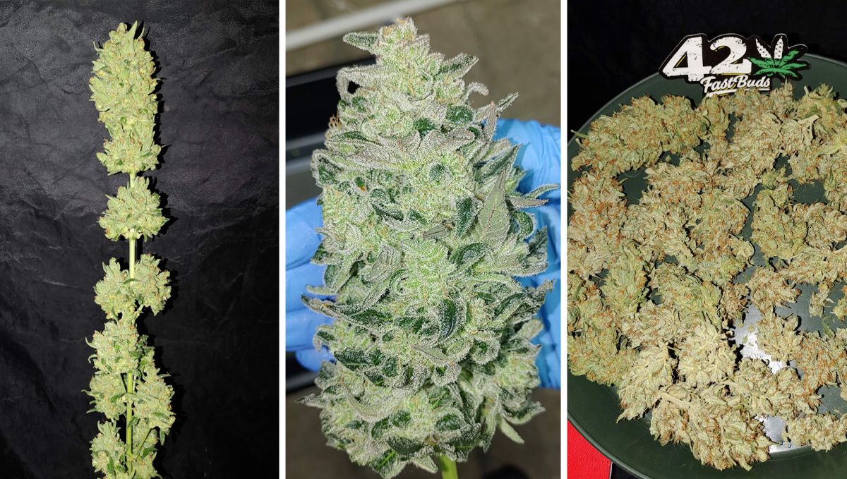 The ultimate guide to growing autoflowering cannabis: Harvesting techniques