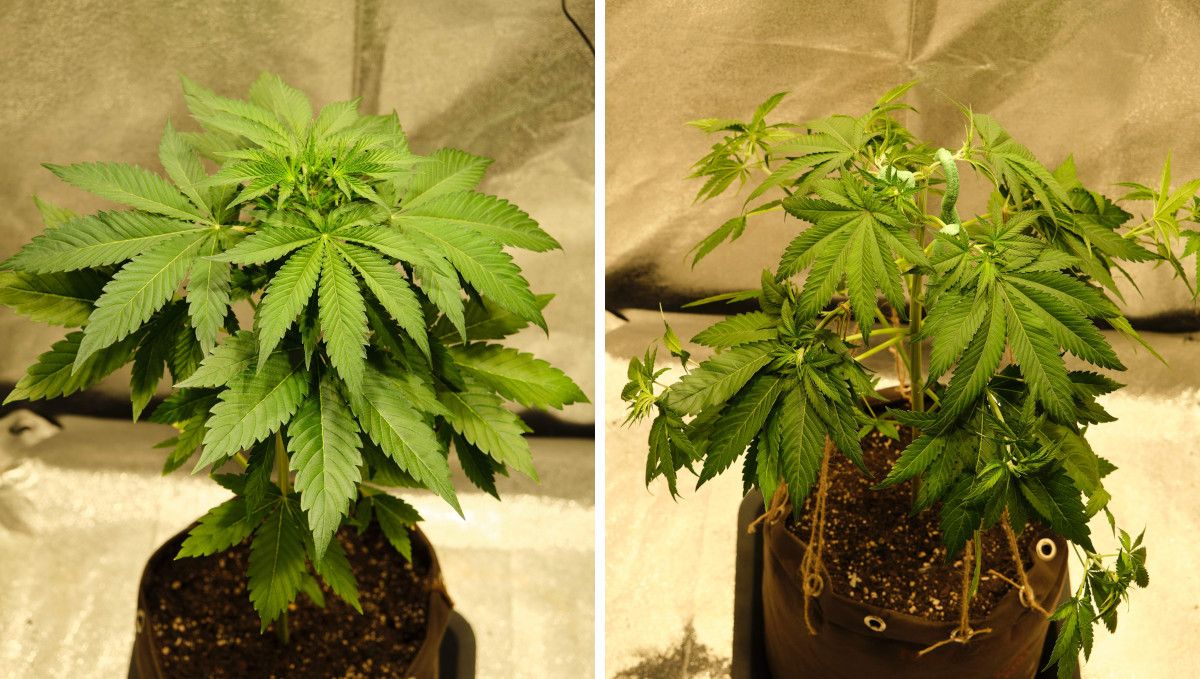 Orange Sherbet FF cannabis strain: mid veg | weeks 3-6 | a medium-large, leggy plant with spread and tied down branches Orange Sherbet FF cannabis strain: mid veg | weeks 3-6 | a medium-large, leggy plant with spread and tied down branches