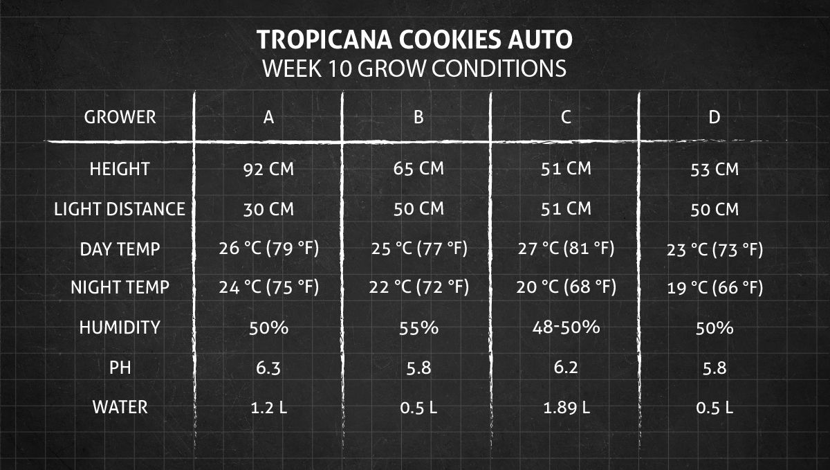 Tropicana Cookies Auto cannabis strain: week 10 grow conditions Tropicana Cookies Auto cannabis strain: week 10 grow conditions