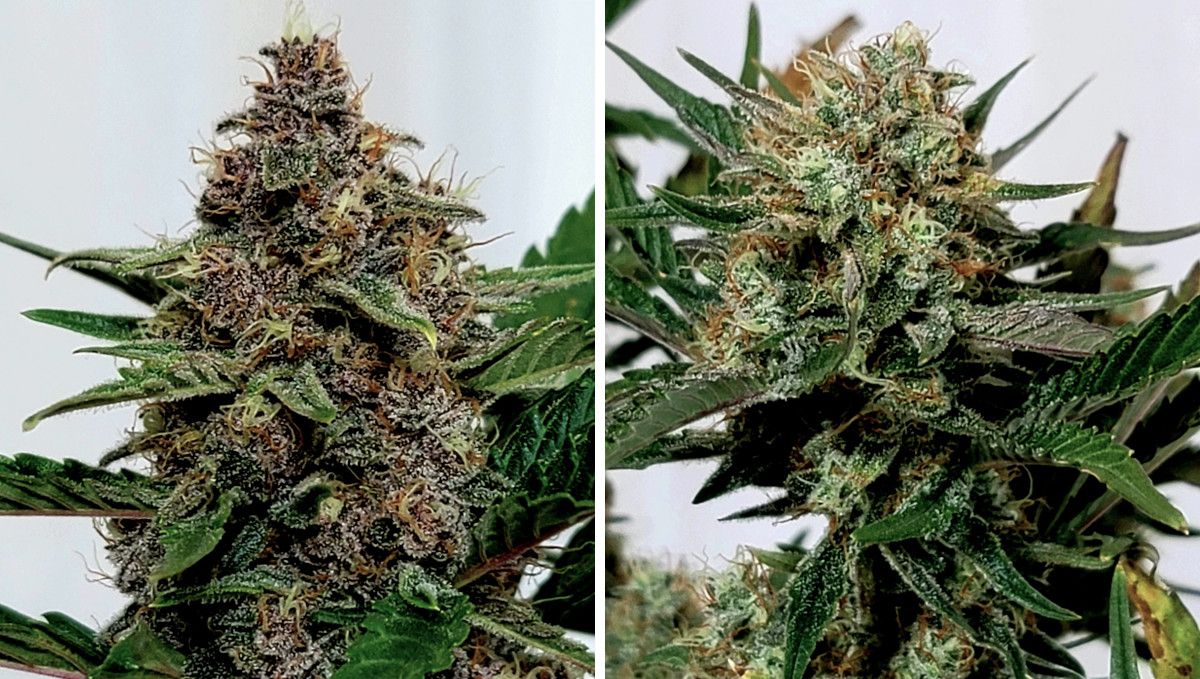 Purple Punch Auto Cannabis Strain Week-by-Week Guide: Closeups of a deep purple and a light purple buds nearing the harvest