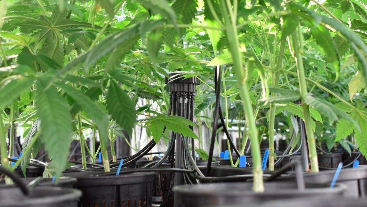 irrigation.jpeg Automatic Drip Irrigation Setup for Indoor Cannabis Grow: Cannabis plants in pots