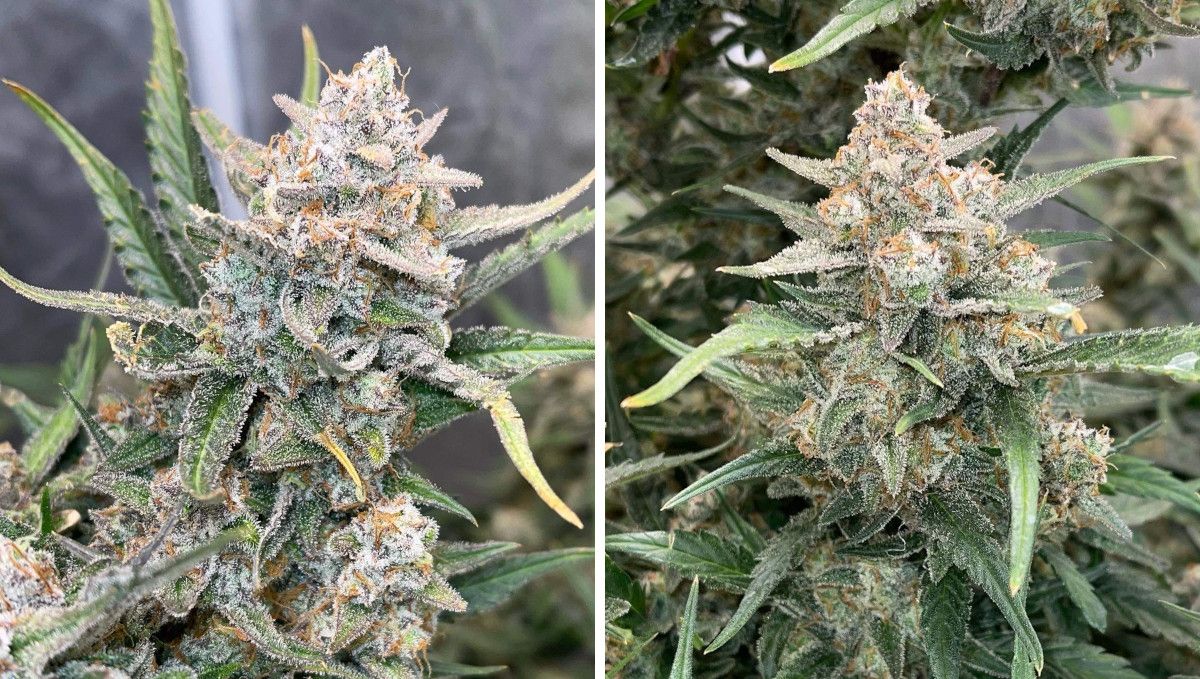 Gorilla Z Auto cannabis strain: ripening and harvest | weeks 10+ | crystal-laden marijuana buds