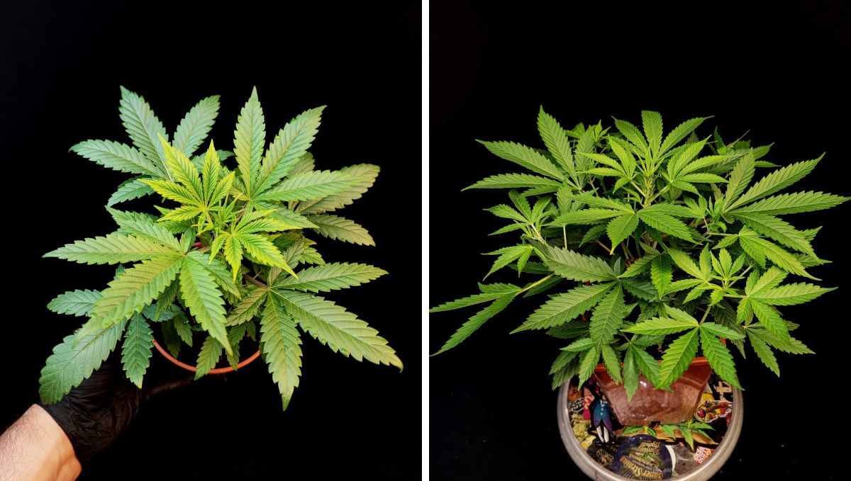 Tropicana Cookies Auto cannabis strain: mid veg | weeks 3-4 | the progress of a young marijuana plant that hasn't been trained Tropicana Cookies Auto cannabis strain: mid veg | weeks 3-4 | the progress of a young marijuana plant that hasn't been trained