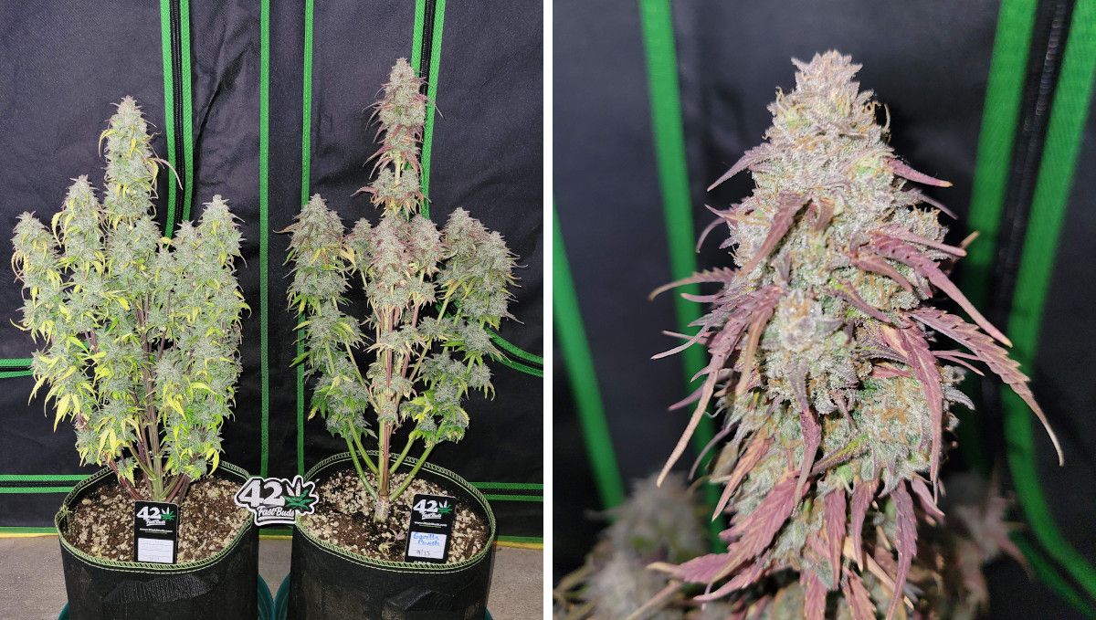 Gorilla Punch Auto cannabis strain: ripening and harvest | weeks 10 | two mature weed plants standing outside a tent and a closeup of one cola with purple trim leaves