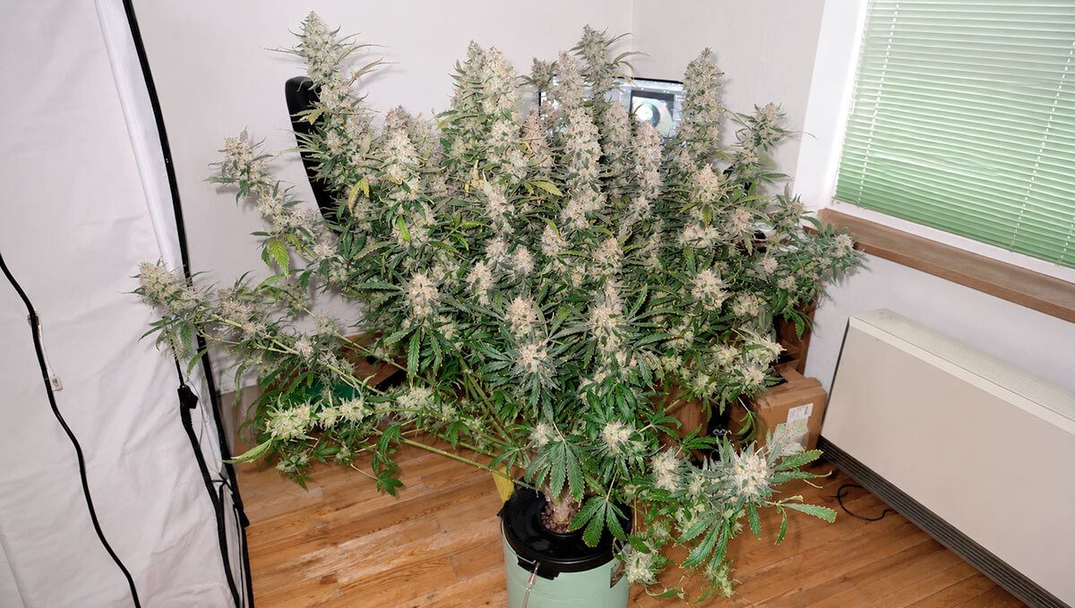 full bush