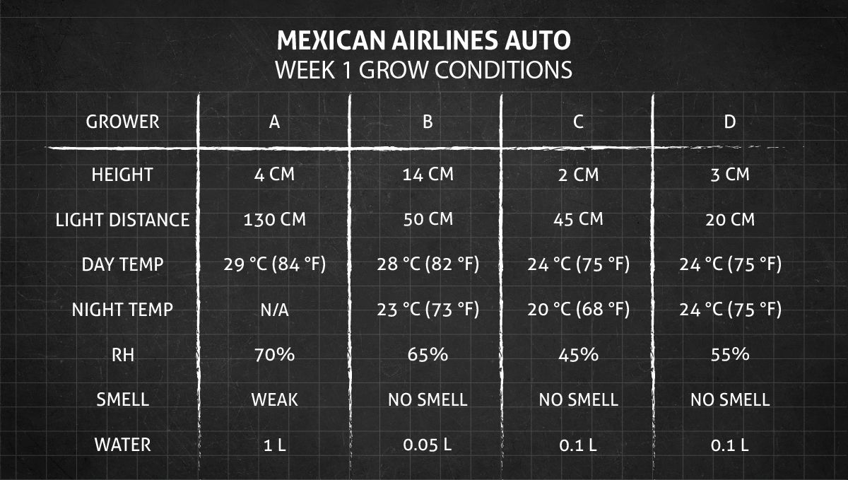 Mexican Airlines Auto cannabis strain: week 1 grow conditions