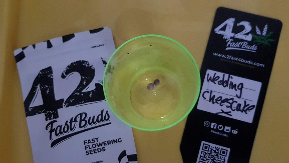 Wedding Cheesecake FF cannabis strain: germination and seedling stage | week 1 | two seeds submerged in water in a plastic cup Wedding Cheesecake FF cannabis strain: germination and seedling stage | week 1 | two seeds submerged in water in a plastic cup
