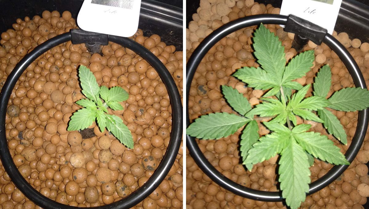 Tangerine Dream Auto cannabis strain: early veg | week 2