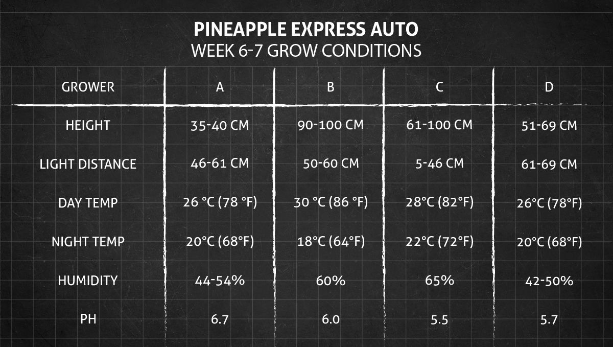 Pineapple Express Auto cannabis strain: weeks 6-7 grow conditions Pineapple Express Auto cannabis strain: weeks 6-7 grow conditions