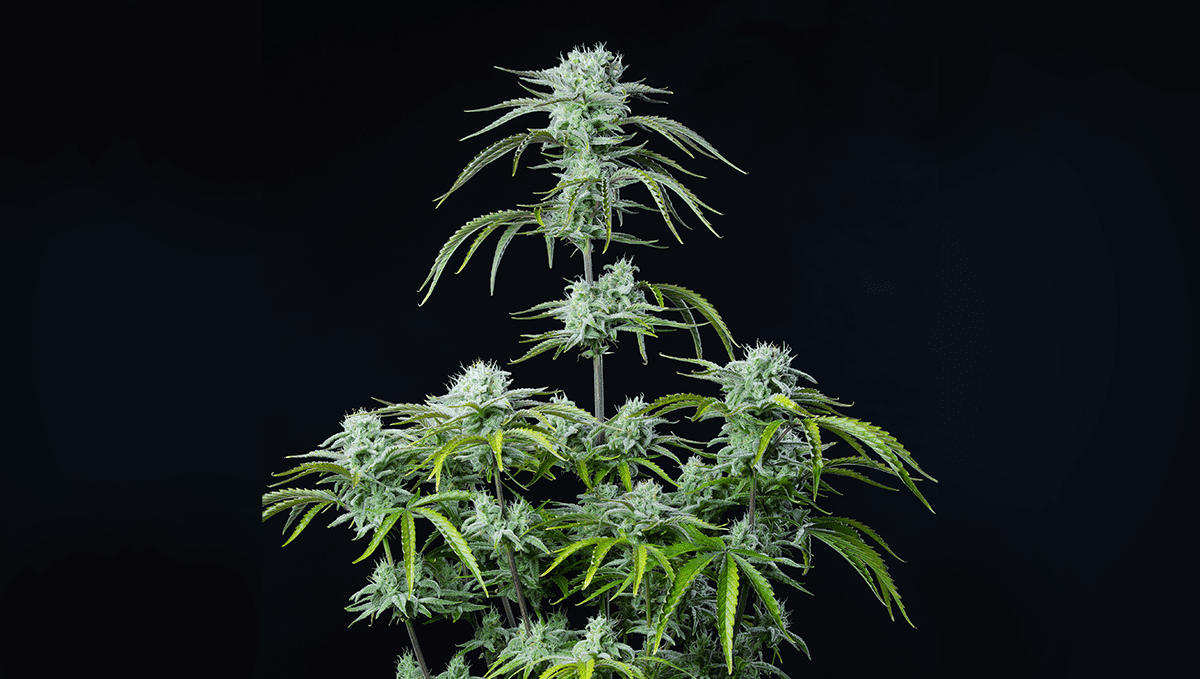 Die 5 besten Hybrid-Autoflowering-Sorten: Strawberry Banana Auto