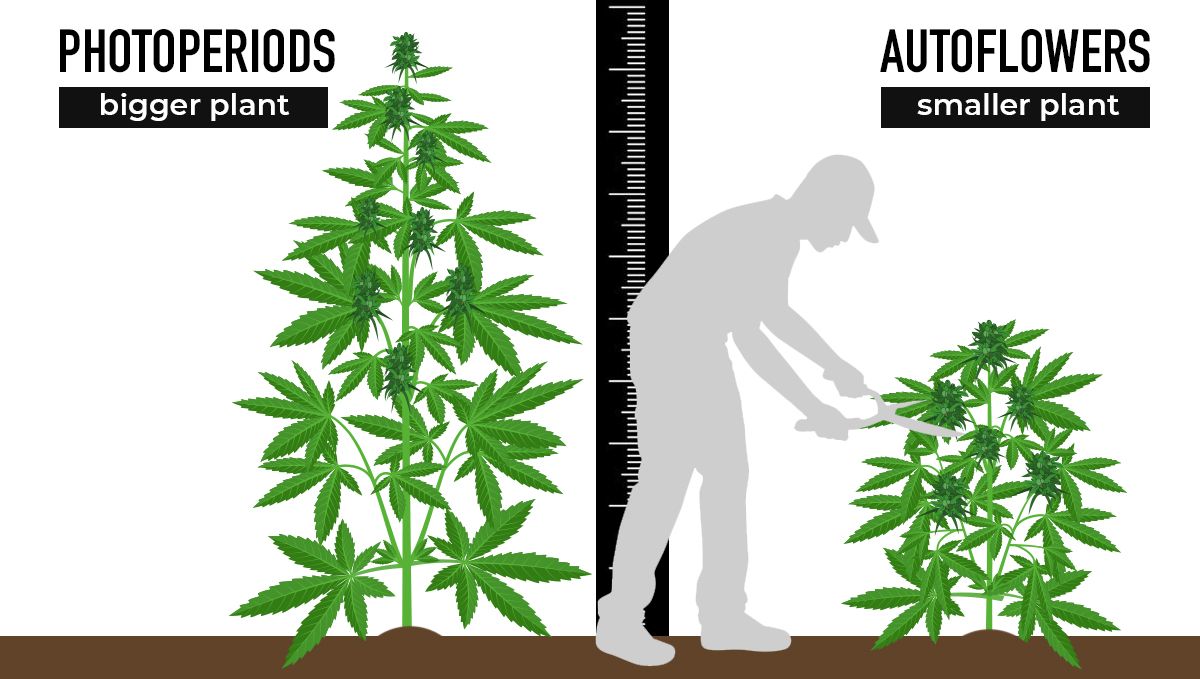 Why should beginners grow autoflowers?: perfect size Why should beginners grow autoflowers?: perfect size