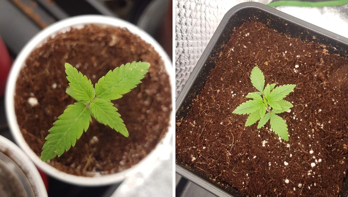 Wedding Cheesecake FF cannabis strain: early veg | week 2 | transplanted from a solo cup into a bigger pot filled with coco coir Wedding Cheesecake FF cannabis strain: early veg | week 2 | transplanted from a solo cup into a bigger pot filled with coco coir
