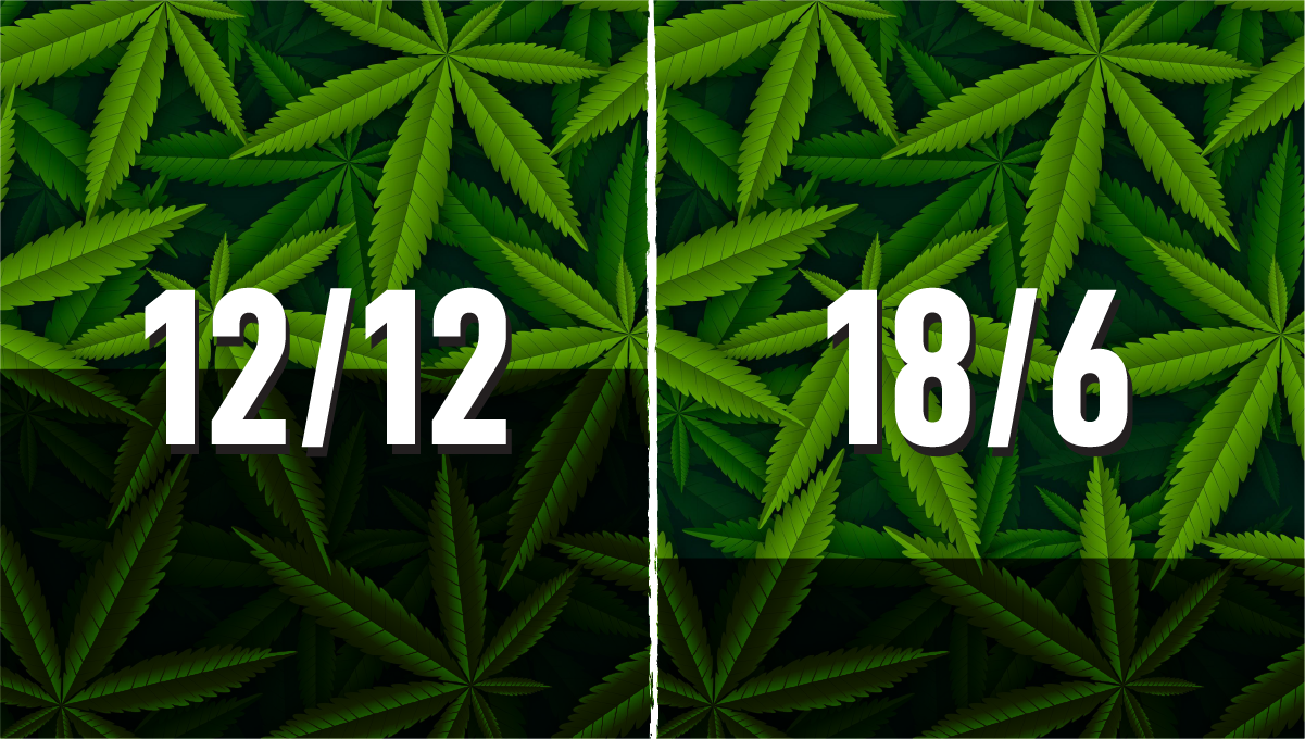 How to grow weed at home: light cycles