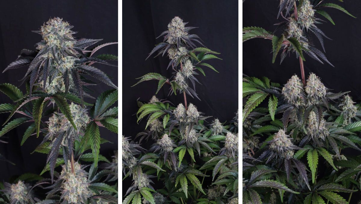 Collage (14).jpg sundae frost auto