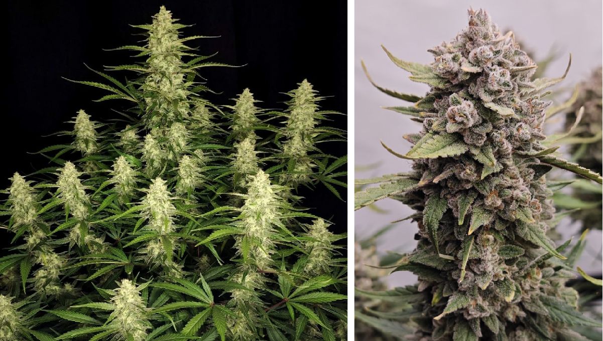 Top 5 highest THC auto: papaya cookies auto Top 5 THC-reichste Auto: Papaya Cookies Auto
