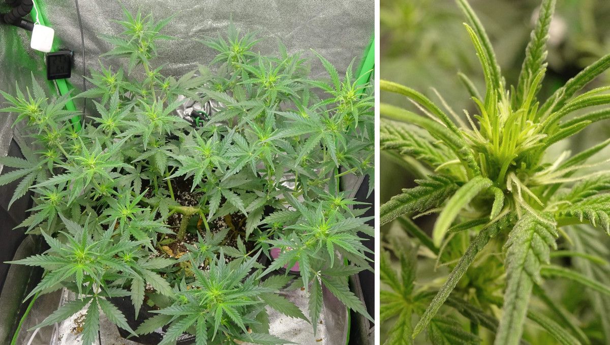 Amnesia Z Auto cannabis strain: transition (pre-flower) | week 5 | a heavily trained autoflower beginning to bud Amnesia Z Auto cannabis strain: transition (pre-flower) | week 5 | a heavily trained autoflower beginning to bud