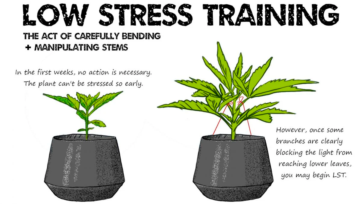 All About Autoflowers - Growth Factors: Low Stress Training