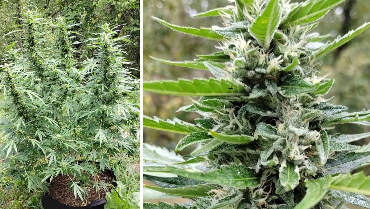 GG4 Sherbet FF cannabis strain: mid flower (bulk phase) | weeks 10-11 | an outdoor plant with good-sized buds
