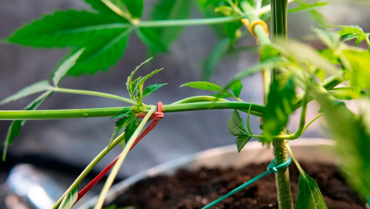 5 Top Tips On Training Your Cannabis Plants: lst 5 Top Tips On Training Your Cannabis Plants: lst