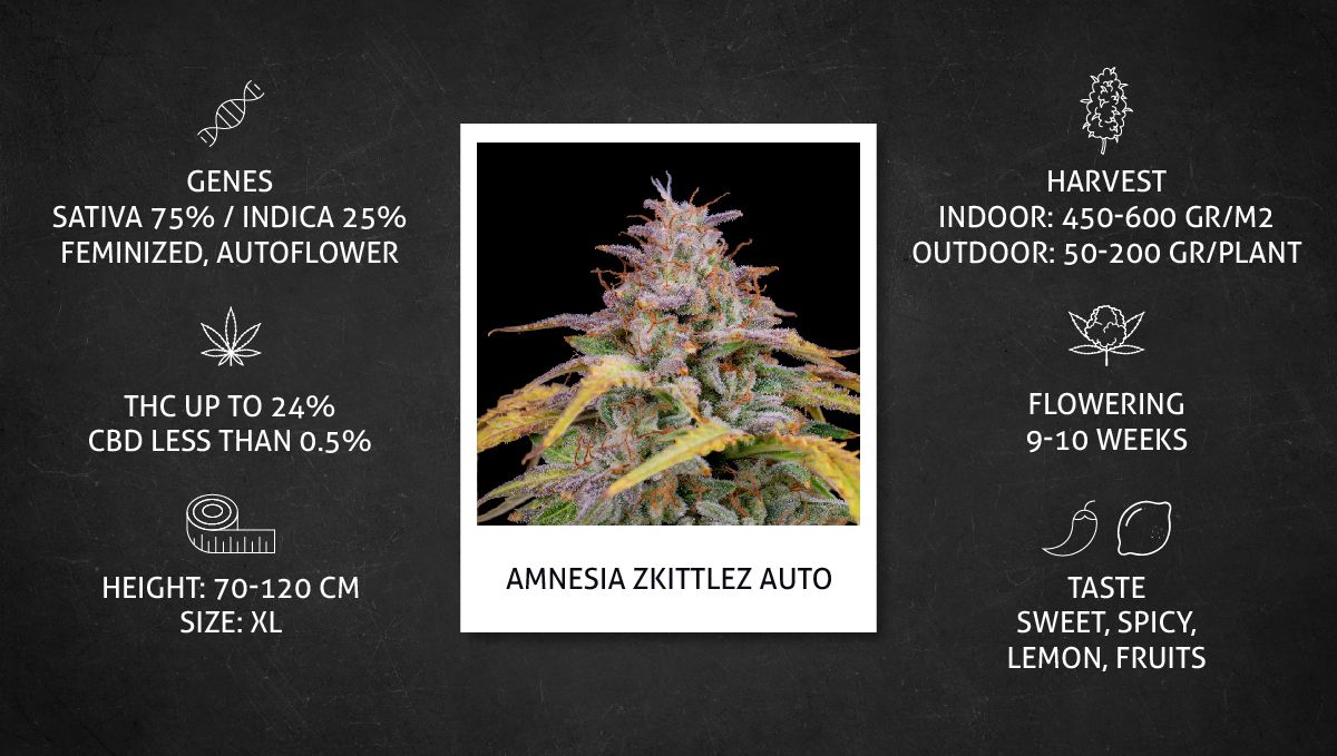 Amnesia Z Auto cannabis strain: datasheet Amnesia Z Auto cannabis strain: datasheet