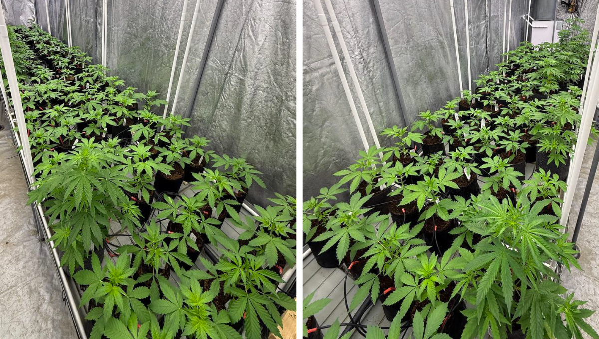 col20.png plants sharing the space