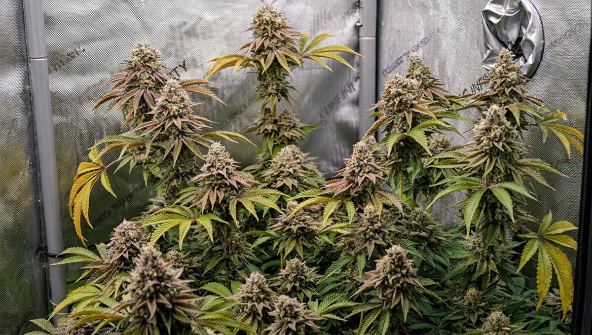 Gorilla Melon