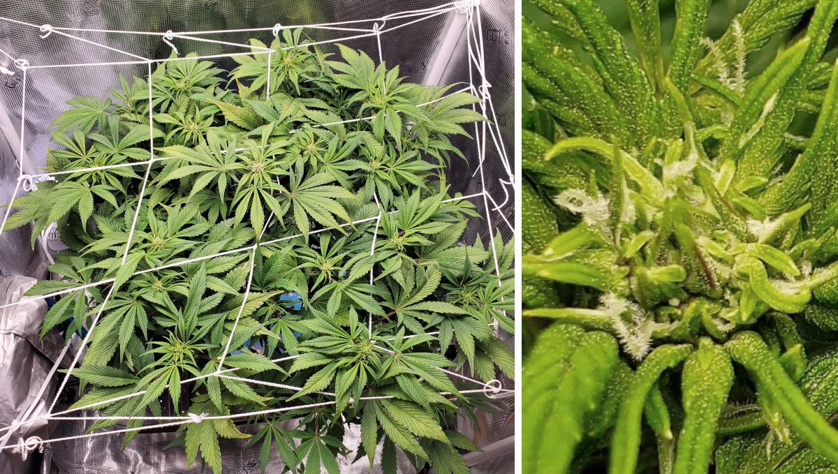 Blackberry Auto cannabis strain: transition (pre-flower) | week 5 | a ScrOGed plant and a closeup of its top with the first pistils